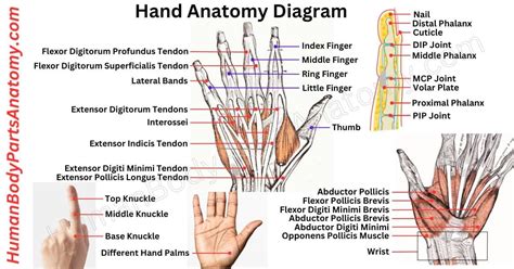 hand anatomy digits|Complete Guide to Hand Anatomy: Parts, Names & Diagram.